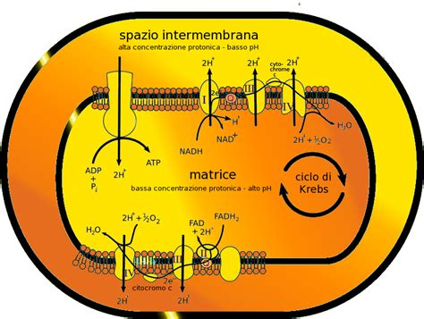 Spiegazione Della Respirazione Cellulare E Schema Del Ciclo Di Krebs