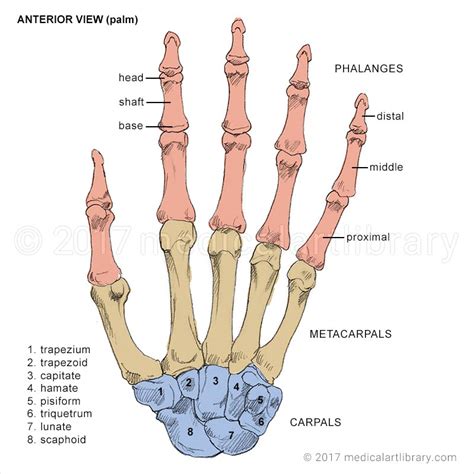 Hand Bones - Medical Art Library