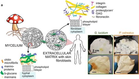 Mycelia As Potential Bio Scaffold Materials A Schematic