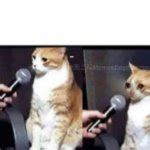 Crying cat Meme Generator - Imgflip