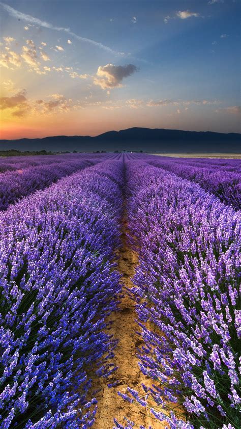 Lavender Field Flowers Wallpaper - [1080x1920]