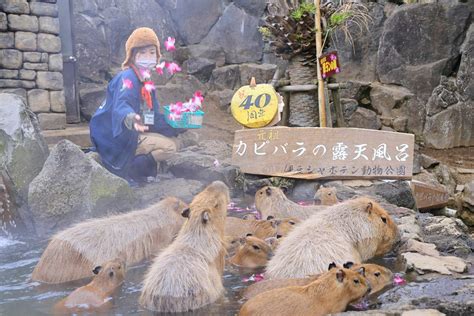 到伊豆半島賞河津櫻、看水豚君泡溫泉in日本熱海、伊東、河津 Feat Canon Eos R6 Mark Ii 映像生活 Image Life