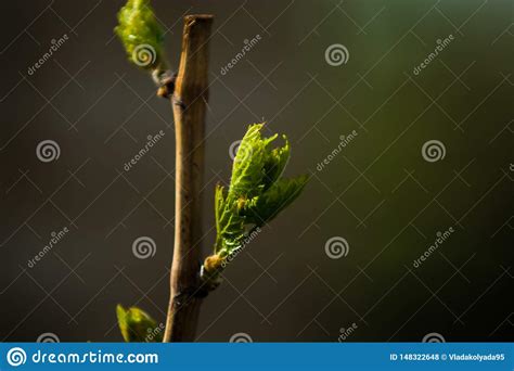 Los Rboles Y Las Flores Crecen En Un Jard N En La Primavera Brotes