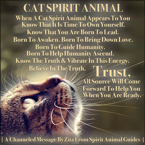 Cat Spirit Animal