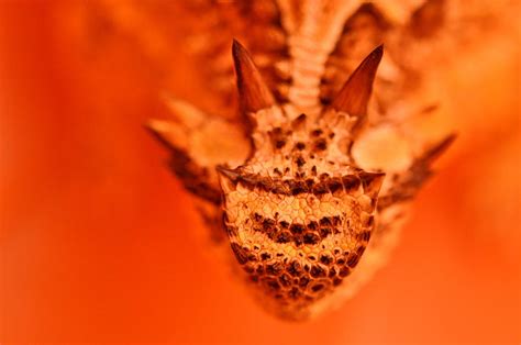 Horny Toad Photograph By Carmen Cuevas De Marquez Fine Art America