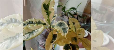 Кротон Тамара купить в Красноярске | Товары для дома и дачи | Авито