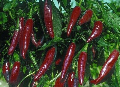 Kalocsai Csípős Spice Pepper Chili 5 seeds Original hungarian