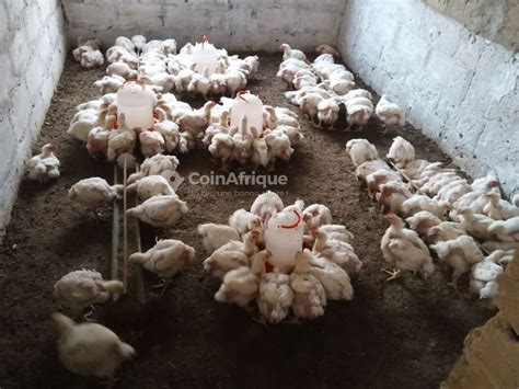 Alimentation Poulets de chair au Sénégal CoinAfrique Sénégal