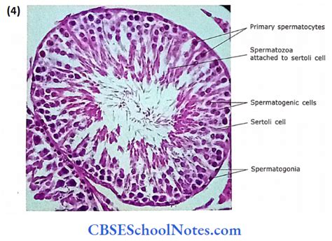 Histology Of Male Reproductive System Notes CBSE School Notes