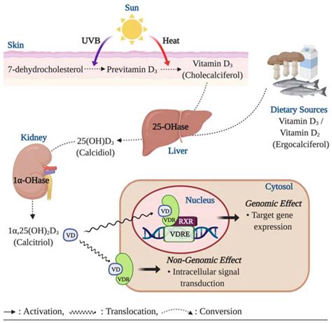 Figure From Vitamin D And Immune Function An Overview Ec