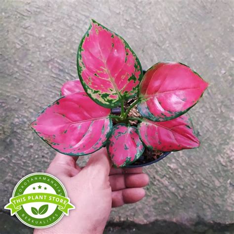 ANAKAN AGLONEMA RED ANJAMANI MENOR TANAMAN AGLONEMA MERAH Lazada