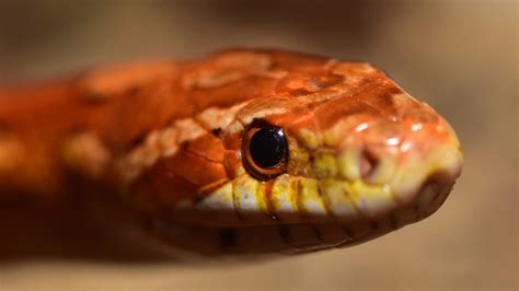 Free Images Portrait Scale Close Up Wild Animal Eye Head