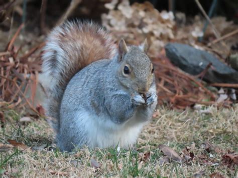 Ardilla Gris De Las Carolinas SUMHAL Invasores Peninsulares Natusfera