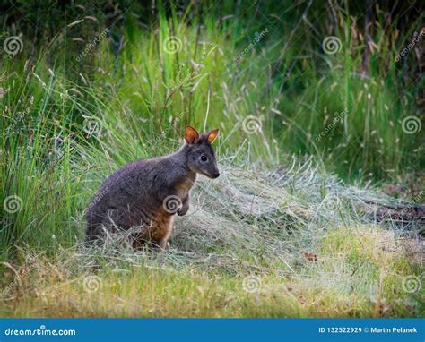 Thylogale Billardierii - Tasmanian Pademelon Known As the Rufous ...