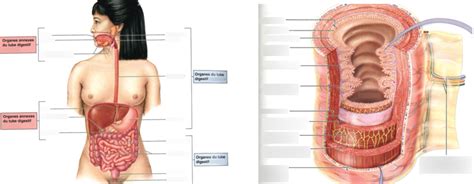 Syst Me Digestif Diagram Quizlet