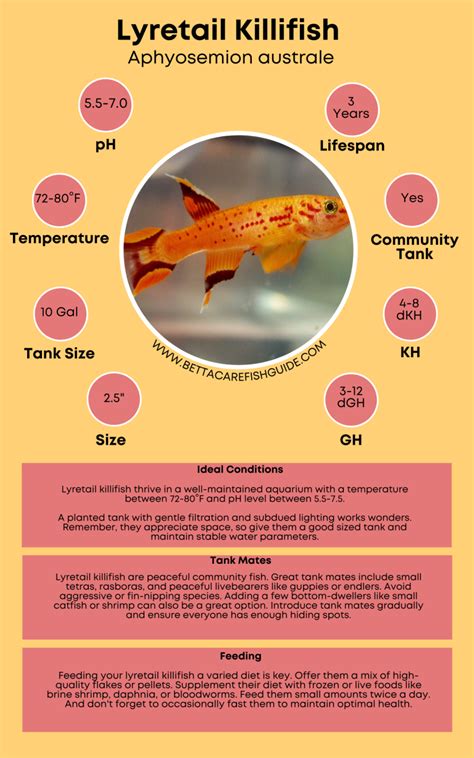 Types Of Killifish How To Care For Them