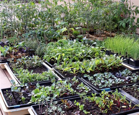 The Art of Hardening Off - Seed to Fork