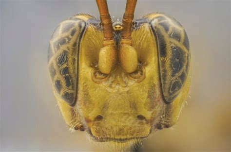 New wasp species discovered by Amazon rainforest scientists: What else ...