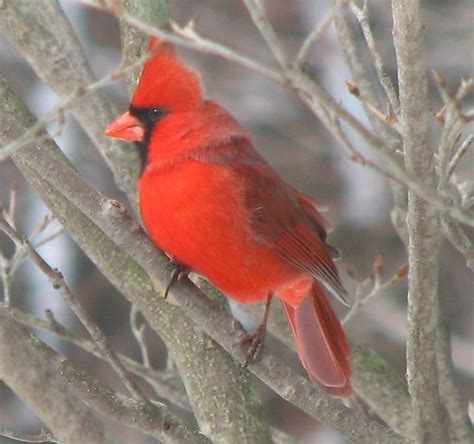 Cardinalis Cardinalis Northern Cardinal 2 Cardinalis Car Flickr