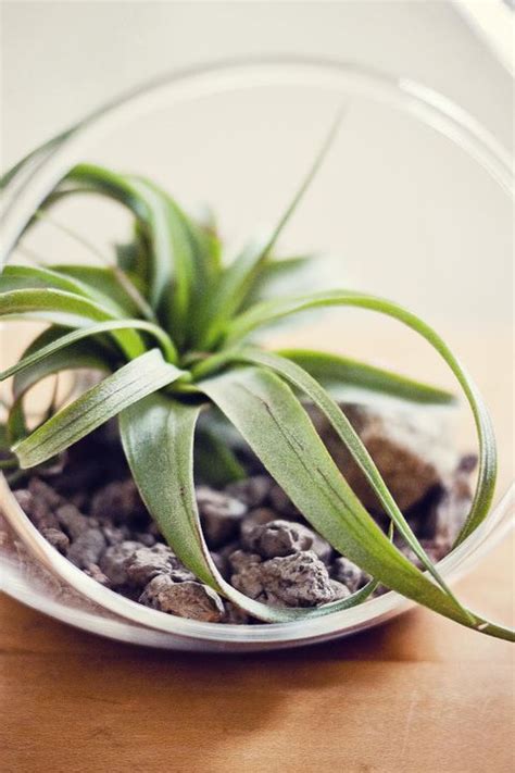 Desk Plants - Keeping Plants On Work Desk May Cut Stress In Employees ...