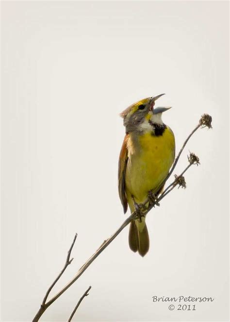 Dickcissel - eBirdr