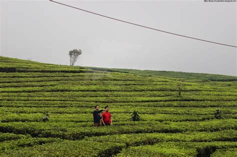 Wisata Keindahan Alam Kebun Teh Sukawana Dibandung Travel My Adventure