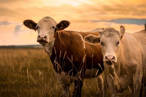 Chinese Scientists Have Successfully Cloned ‘super Cows Catenus