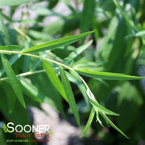 Golden Weeping Willow Sooner Plant Farm