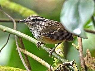 Peruvian Warbling Antbird Ebird