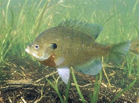 Bluegill Freshwater Panfish Sportfish Britannica