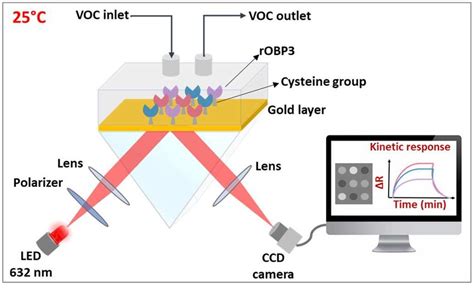 Schematic Representation Of The Surface Plasmon Resonance Imaging Setup