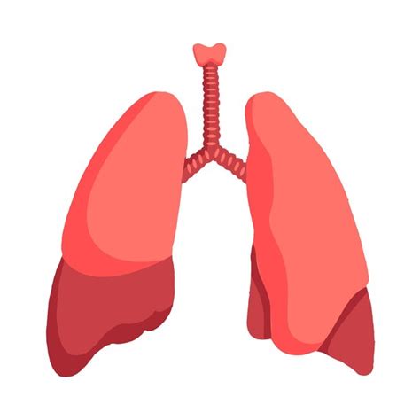 Premium Vector Human Lung Vector Illustration