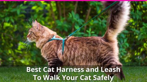 The Best Cat Harness And Leash To Walk Your Cat Safely With Reviews