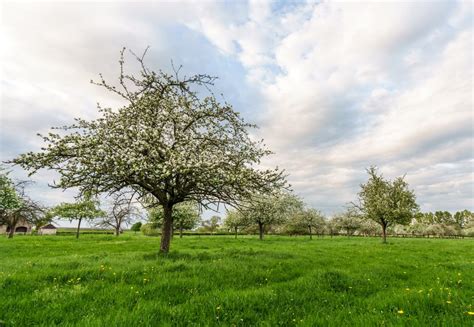 De Hoogstamboomgaard Een Geheel Groter Dan De Som Van Haar Delen