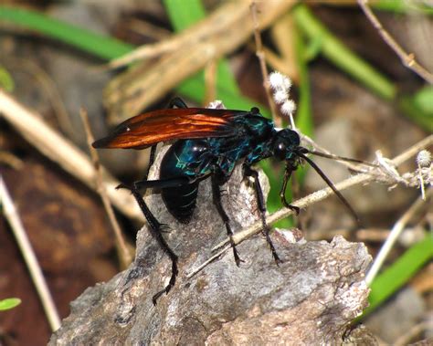 1 The Hunter Pepsis Sp Tarantula Hawk This Morning A Flickr