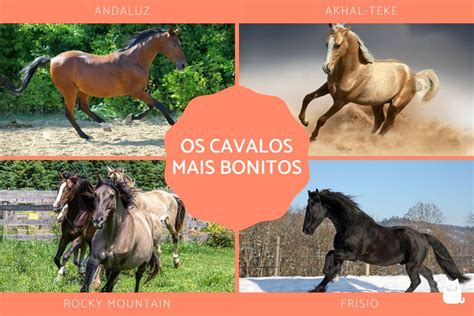 Você conhece os cavalos mais bonitos do mundo BRBet onde a segurança