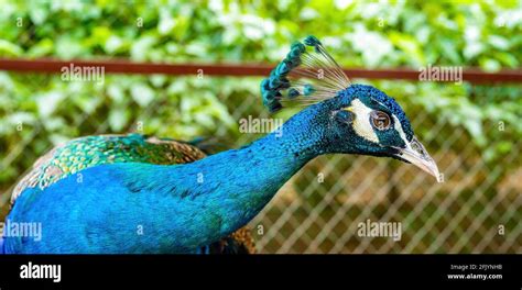 A beautiful and colorful male peacock Stock Photo - Alamy