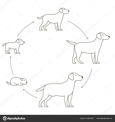 Round Stages Of Dog Growth Set From Puppy To Adult Dog Development