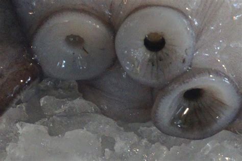 Casablanca Day 2 Where is the market? | lovetravelers