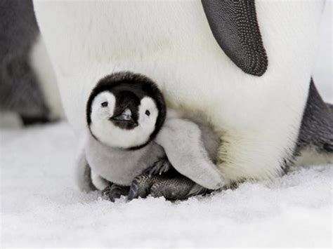 Crazy Animal Pictures: Adorable baby animals