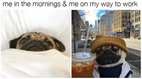 17 Pugs Memes That Are Weirdly Relatable Funny And Downright Ridiculous