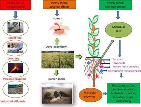 Heavy Metal Contamination In Hambantota