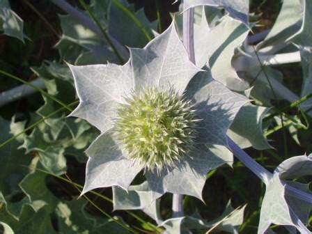 Alla Scoperta Del Giardino Botanico Di Porto Caleri Parco Del Delta