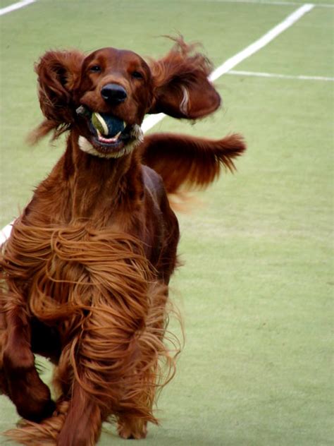 Photo Of The Week As At June Irish Setters Australia