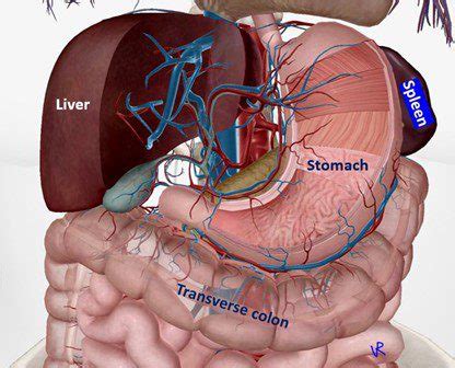 Spleen Ultrasound How To Measure Length Of The Spleen And Assess For