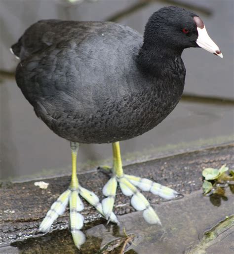 This Bird Has Unique Feet That Look Like Feathers (12 Pics) / Bright Side