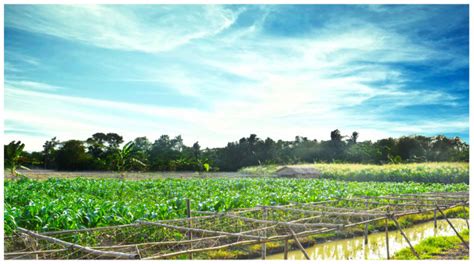 Free Images Farm Sky Grassland Ecosystem Prairie Vegetation