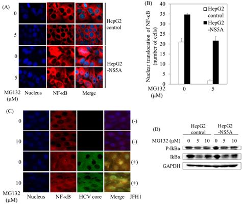 HCV NS5A enhanced MG132 induced NF κB p65 nuclear translocation A