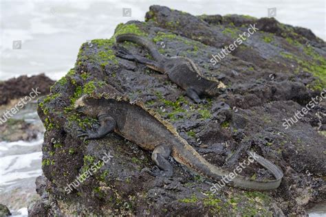 Marine Iguana Amblyrhynchus Cristatus Subspecies Isabela Editorial