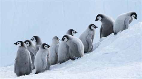 Definitive Guide To Emperor Penguin Facts, Habitat, Conservation Status ...